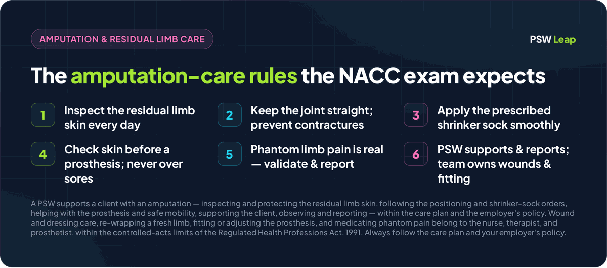 Amputation and residual limb care rules for the NACC PSW exam: inspect the residual limb skin every day and report redness, blisters, or breaks, keep the joint straight and do not prop the limb on a pillow to prevent contractures, apply the prescribed shrinker sock smoothly while the nurse or therapist re-wraps a fresh limb, check the skin and keep the socket clean before a prosthesis and never fit it over sore skin, take phantom limb pain seriously by validating and reporting it, prevent falls because balance has changed, and a PSW supports and reports while the nurse, therapist, and prosthetist handle wounds, wrapping, and fitting