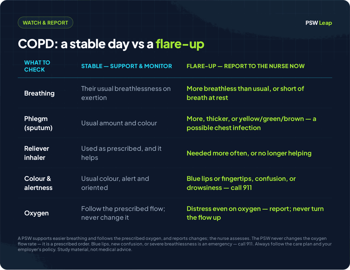 A comparison table for the NACC PSW exam: COPD care on a stable day versus a flare-up (exacerbation), and what a PSW reports. On a stable day the client has their usual breathlessness on exertion, their usual phlegm, a reliever inhaler that helps, usual colour and alertness, and oxygen running at the prescribed flow. In a flare-up the PSW reports being more breathless than usual or short of breath at rest, more or thicker or yellow-green-brown phlegm that can mean a chest infection, and a reliever inhaler needed more often or no longer helping, and calls 911 for blue lips or fingertips, new confusion, or drowsiness. The PSW follows the prescribed oxygen flow and never changes it, and reports concerns to the nurse.