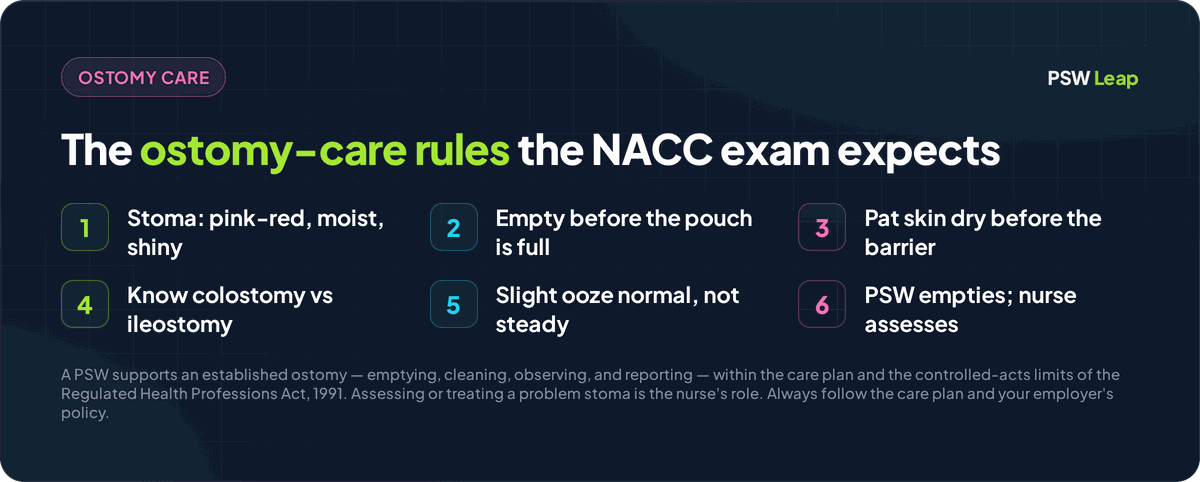 Ostomy care rules for the NACC PSW exam: a healthy stoma is pink-red, moist and shiny, empty the pouch before it is full, pat the skin dry before applying the barrier, know colostomy versus ileostomy output, slight oozing is normal but steady bleeding is not, and a PSW empties and reports while the nurse assesses
